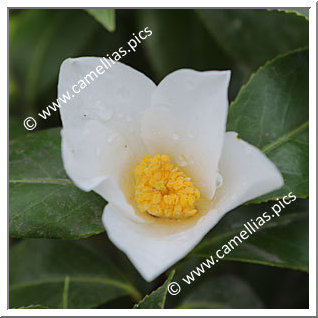 Camellia Japonica 'Ichiraku'