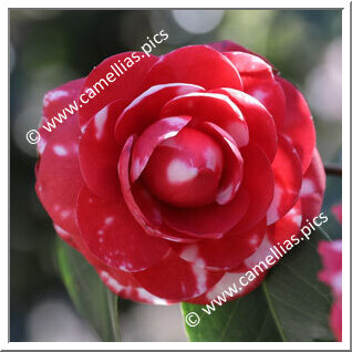 Camellia Japonica 'Ida Borrini'
