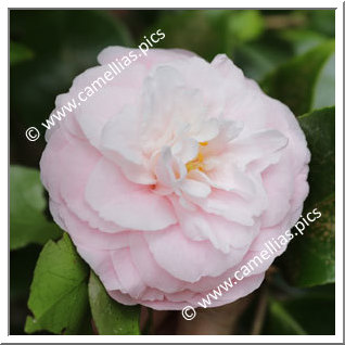 Camellia Japonica 'Philippa Ifould'