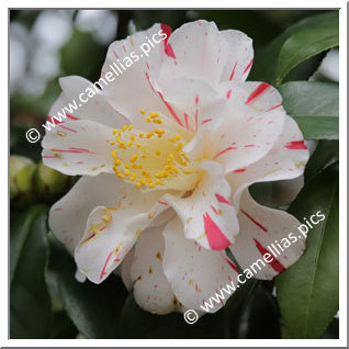 Camellia Japonica 'Ikari-shibori'