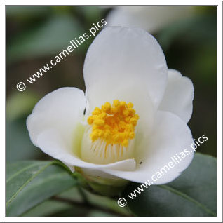 Camellia Japonica 'Ikkyû'