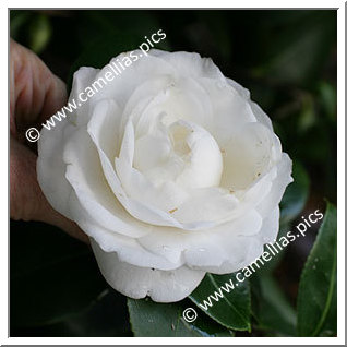 Camellia Japonica 'Il Cigno'
