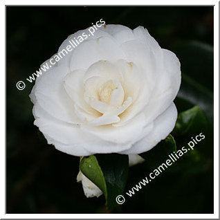 Camellia Japonica 'Il Cigno'