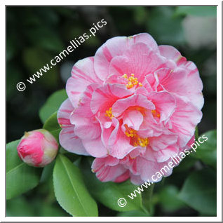 Camellia Japonica 'Il Garofano'