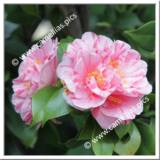 Camellia Japonica 'Il Garofano'