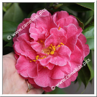 Camellia Japonica 'Il Garofano'