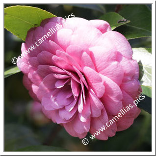Camellia Japonica 'Il Gioiello'