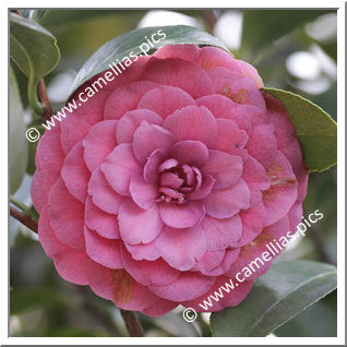 Camellia Japonica 'Il Gioiello'