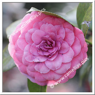 Camellia Japonica 'Il Gioiello'