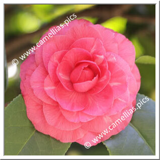 Camellia Japonica 'Il Tramonto'