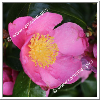 Camellia Sasanqua 'Ima-Suma'