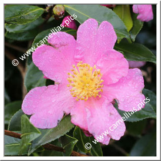 Camellia Sasanqua 'Ima-Suma'