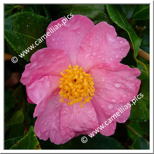 Camellia Sasanqua 'Ima-Suma'