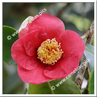 Camellia Camellia Japonica de Higo 'Imakumagai'