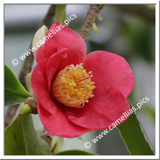 Camellia Camellia Japonica de Higo 'Imakumagai'