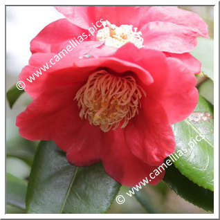 Camellia Higo Camellias 'Imakumagai'