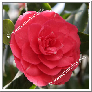 Camellia Japonica 'Imbricata'