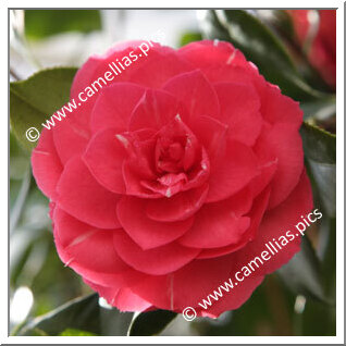 Camellia Japonica 'Imbricata'