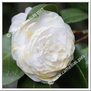 Camellia Japonica 'Imbricata Alba'