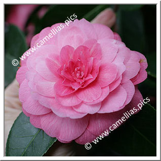 Camellia Japonica 'Imbricata Dunlapii'