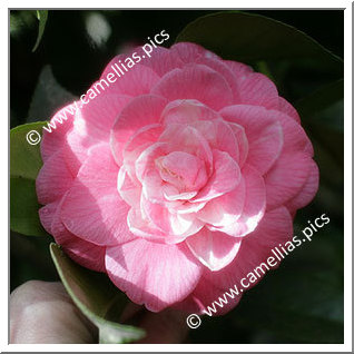 Camellia Japonica 'Imbricata Dunlapii'