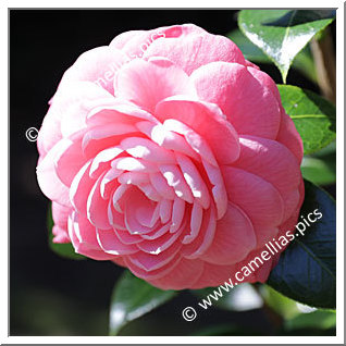 Camellia Japonica 'Imbricata Rosea'