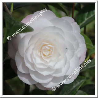 Camellia Japonica 'Imbriqué de Gaujacq'