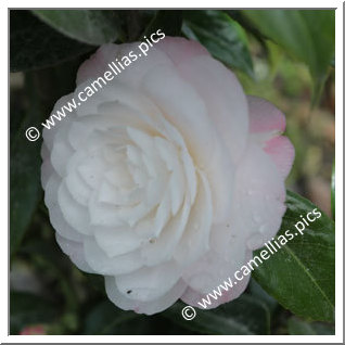 Camellia Japonica 'Imbriqué de Gaujacq'