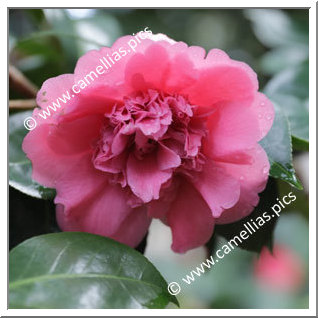 Camellia Japonica 'Imperator'
