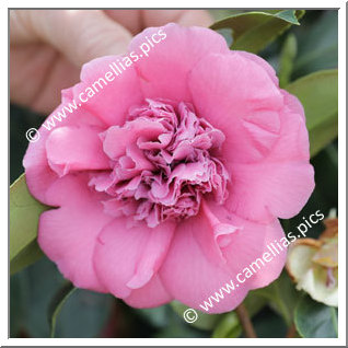 Camellia Japonica 'Imperator'
