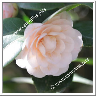 Camellia Japonica 'Impératrice Eugènie'