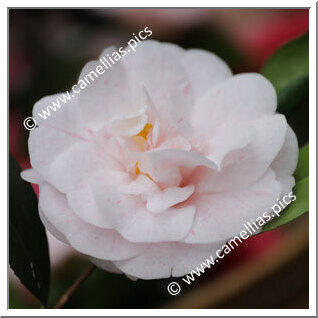 Camellia Japonica 'Imperatriz Amelia'