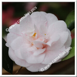 Camellia Japonica 'Imperatriz Amelia'