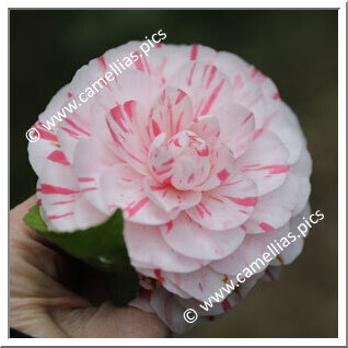 Camellia Japonica 'Imperatriz Dona Leopoldina'