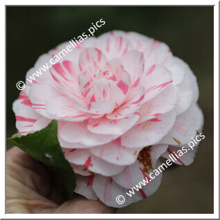 Camellia Japonica 'Imperatriz Dona Leopoldina'