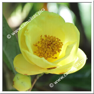 Camellia Species C. impressinervis
