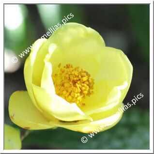 Camellia Species C. impressinervis