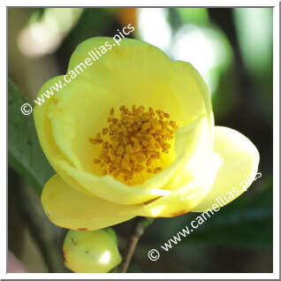 Camellia Species C. impressinervis