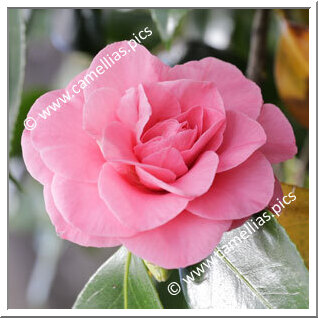 'In the Pink'