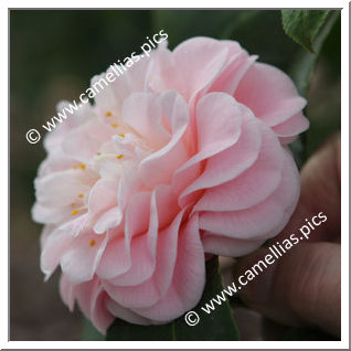 Camellia Japonica 'Incarnata'