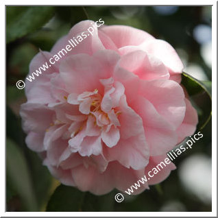 Camellia Japonica 'Incarnata'