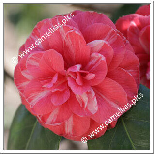 Camellia Japonica 'Incomparabilis Vera'