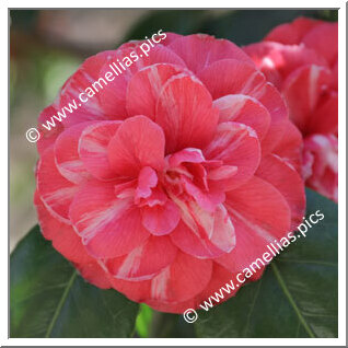 Camellia Japonica 'Incomparabilis Vera'