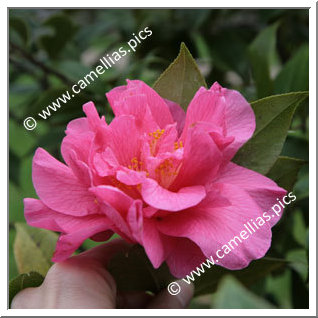 Camellia Hybride C.reticulata 'Innovation'