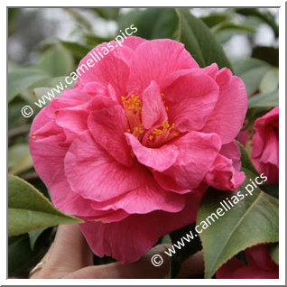 Camellia Hybrid C.reticulata 'Innovation'