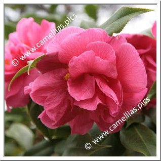 Camellia Hybrid C.reticulata 'Innovation'