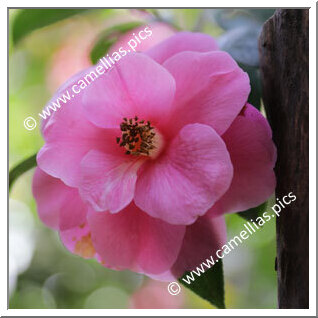 Camellia Hybrid 'Inspiration'