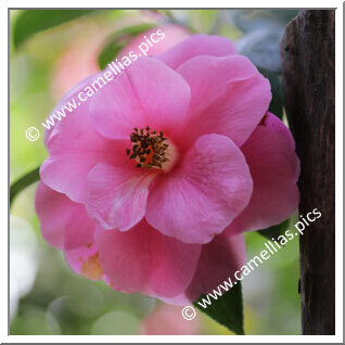 Camellia Hybride 'Inspiration'