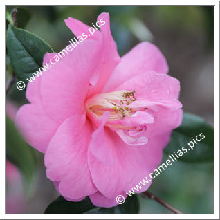 Camellia Hybrid 'Inspiration'