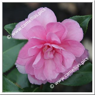 Camellia Sasanqua 'Interlude'